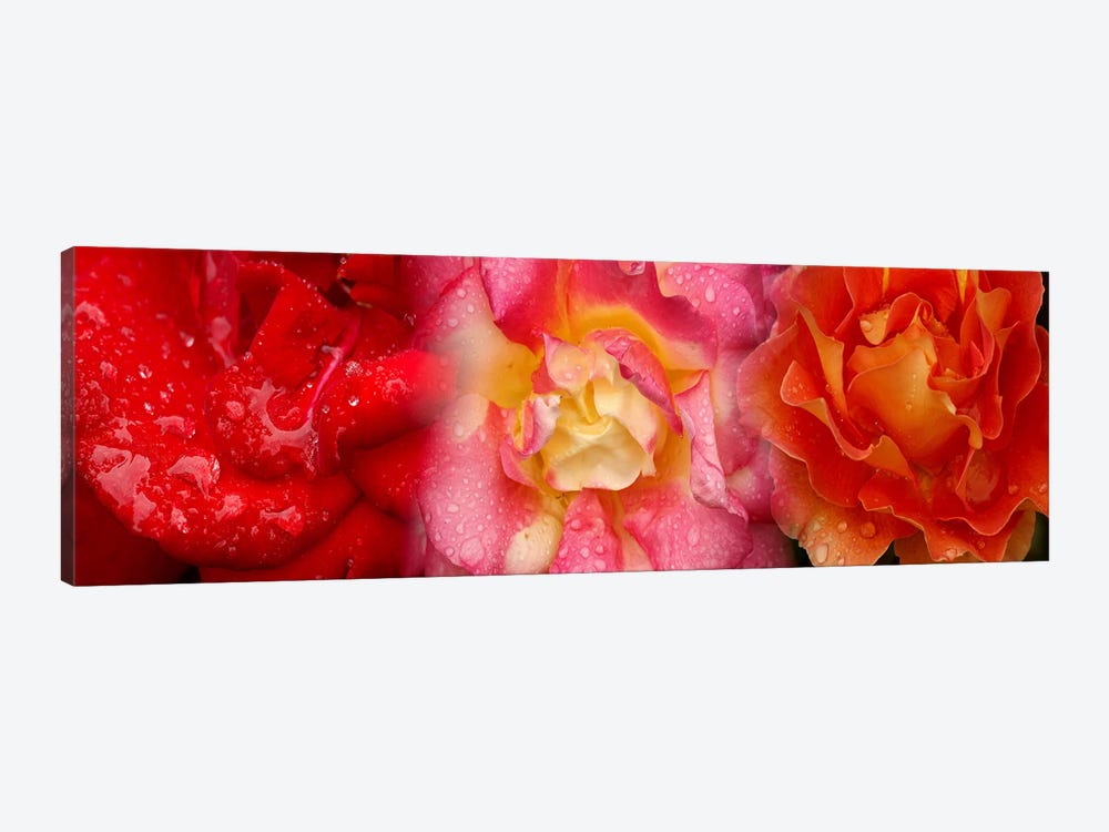 Close-up of three Rose flowers by Panoramic Images 1-piece Canvas Wall Art