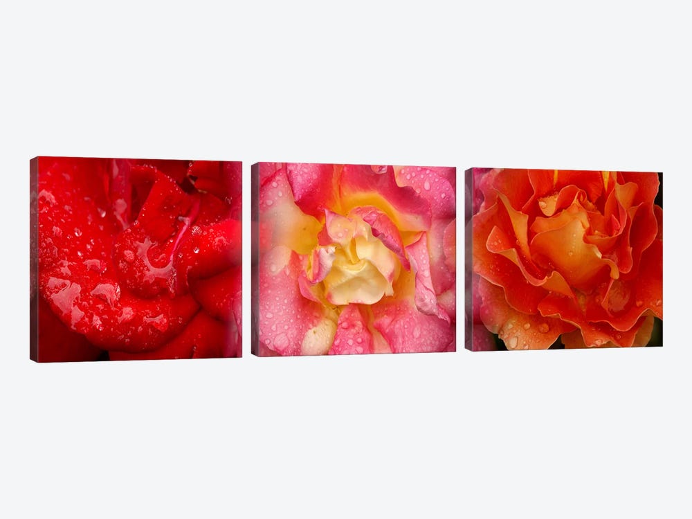 Close-up of three Rose flowers by Panoramic Images 3-piece Canvas Artwork
