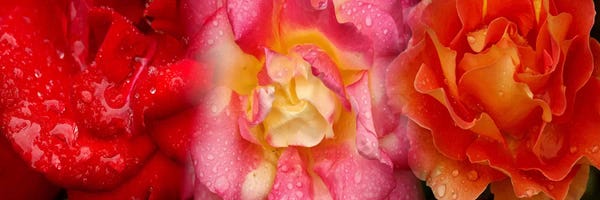 Water Close-Ups: Close-up of three Rose flowers by Panoramic Images