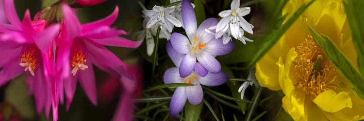 Flowers in pastel colors