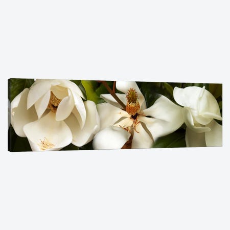 Close-up of white magnolia flowers Canvas Print #PIM10738} by Panoramic Images Canvas Wall Art