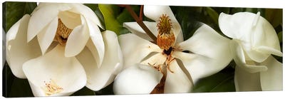Close-up of white magnolia flowers Canvas Art Print - Magnolia Art
