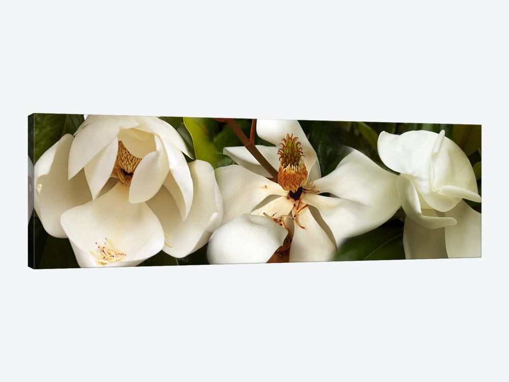 Close-up of white magnolia flowers by Panoramic Images 1-piece Canvas Wall Art