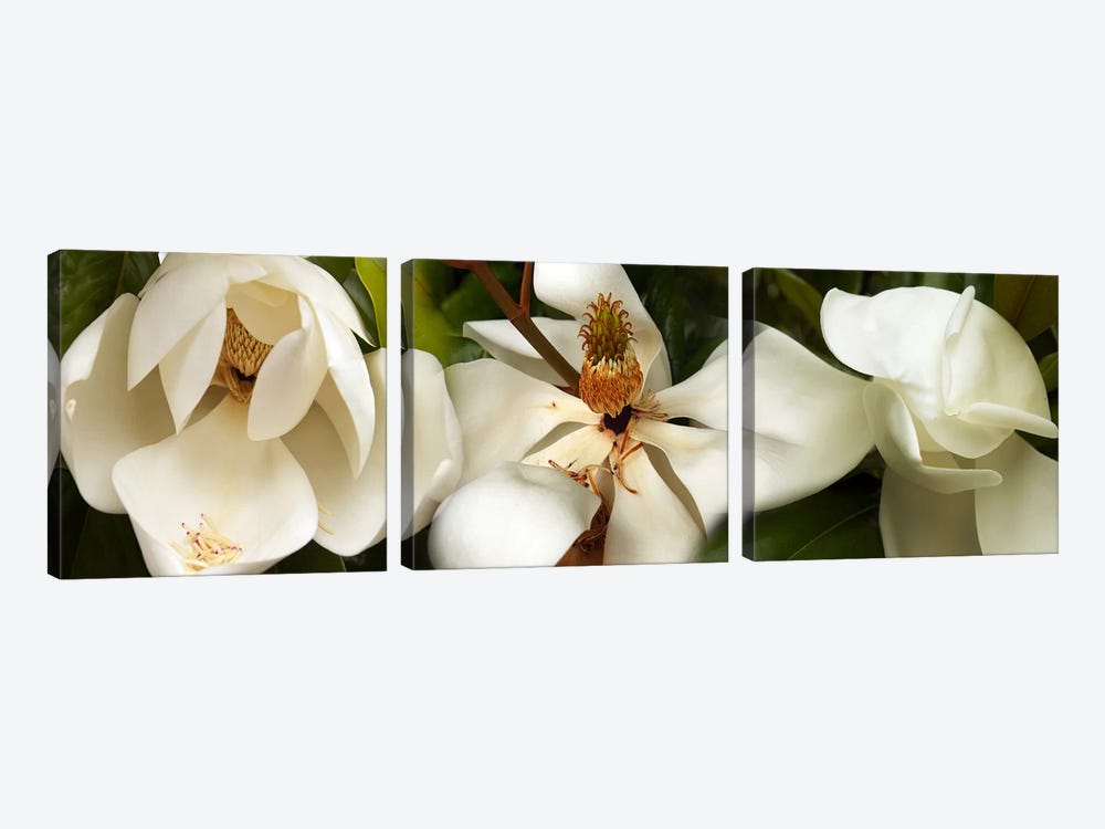 Close-up of white magnolia flowers by Panoramic Images 3-piece Canvas Art