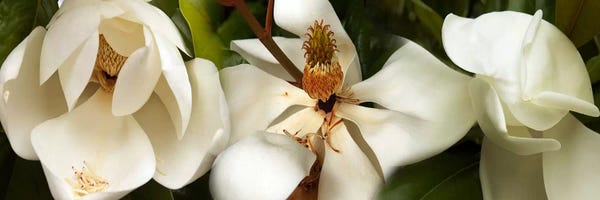 Magnolias: Close-up of white magnolia flowers by Panoramic Images