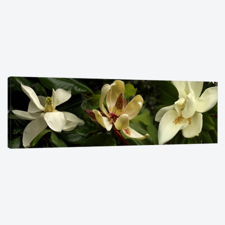 Close-up of magnolia flowers Canvas Print #PIM10739} by Panoramic Images Canvas Wall Art