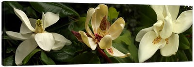 Close-up of magnolia flowers Canvas Art Print - Magnolia Art
