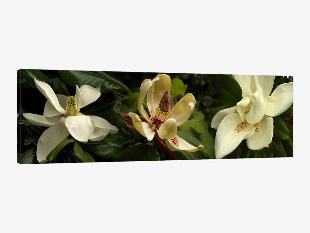 Close-up of magnolia flowers by Panoramic Images 1-piece Canvas Print
