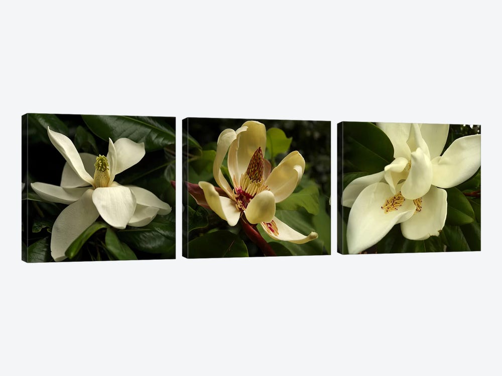 Close-up of magnolia flowers by Panoramic Images 3-piece Canvas Art Print