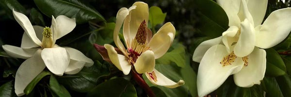 Magnolias: Close-up of magnolia flowers by Panoramic Images