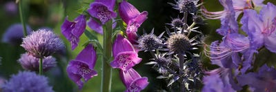 Close-up of purple flowers by Panoramic Images multi panel art