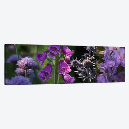 Close-up of purple flowers Canvas Print #PIM10740} by Panoramic Images Art Print