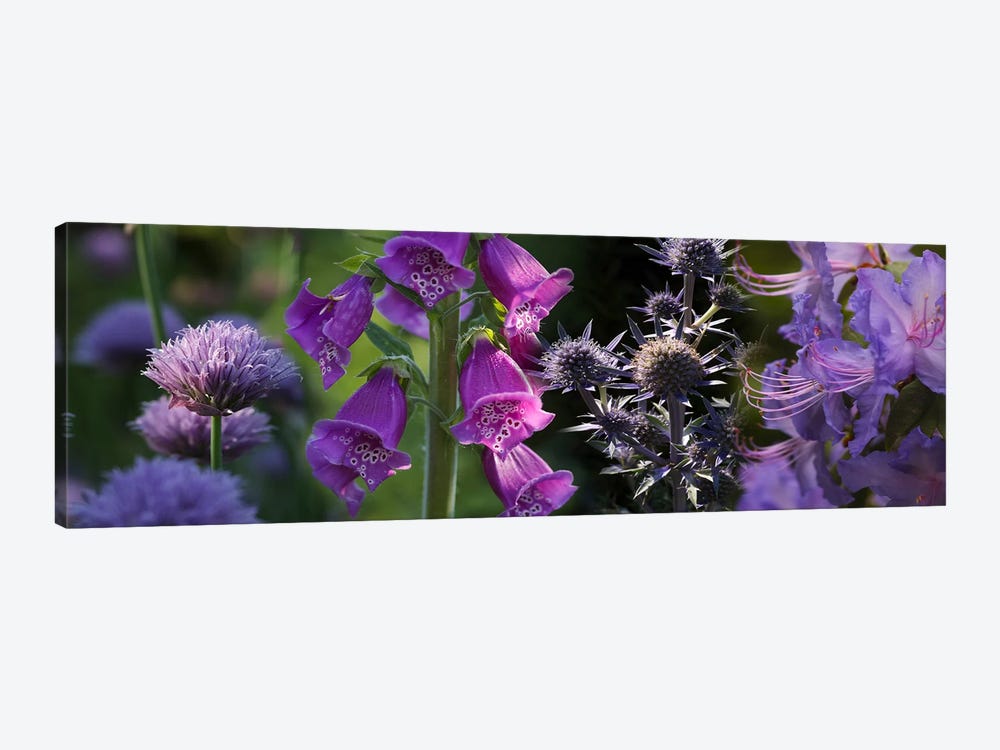 Close-up of purple flowers by Panoramic Images 1-piece Canvas Print