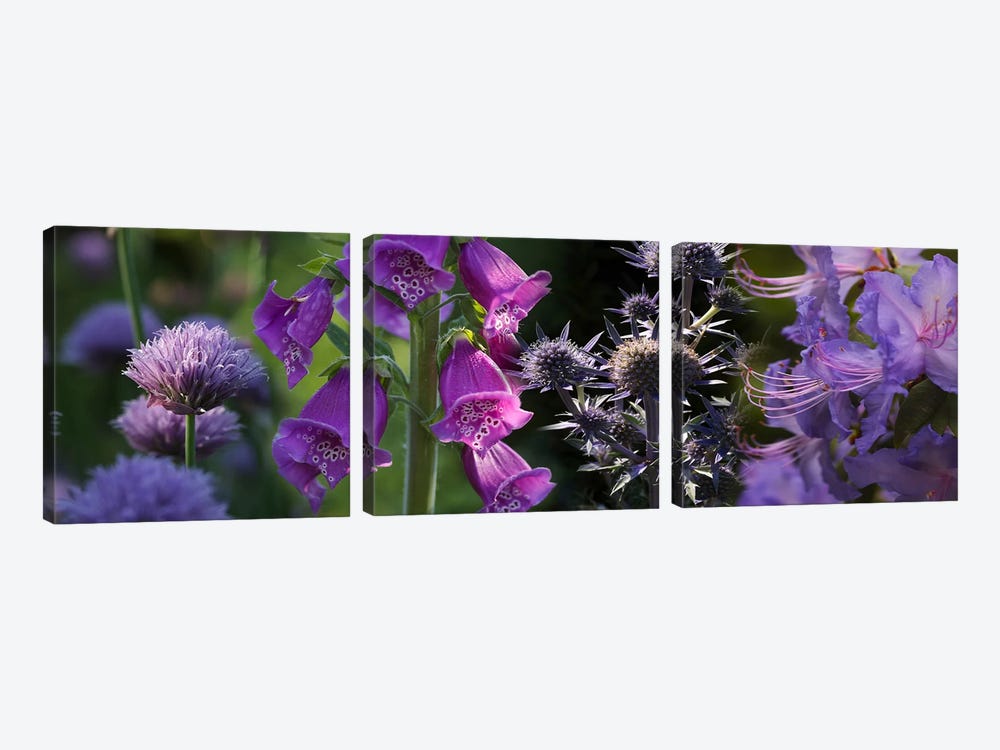 Close-up of purple flowers by Panoramic Images 3-piece Art Print