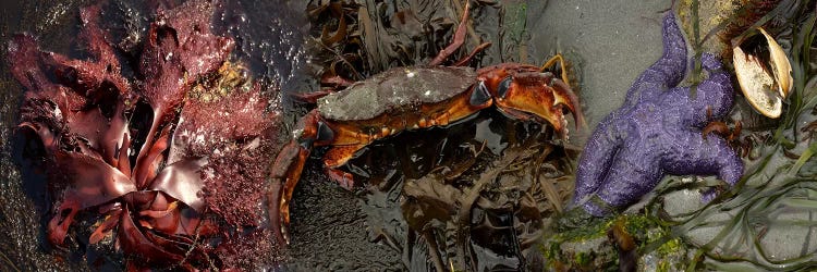 Sea critters by Panoramic Images wall art