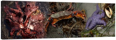 Sea critters Canvas Art Print - Crab Art