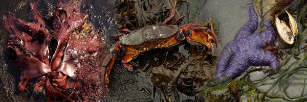 Crabs: Sea critters by Panoramic Images