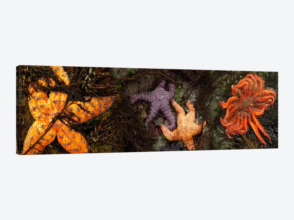 Sea stars by Panoramic Images 1-piece Canvas Art Print