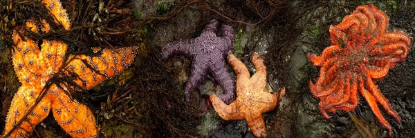 Starfish: Sea stars by Panoramic Images