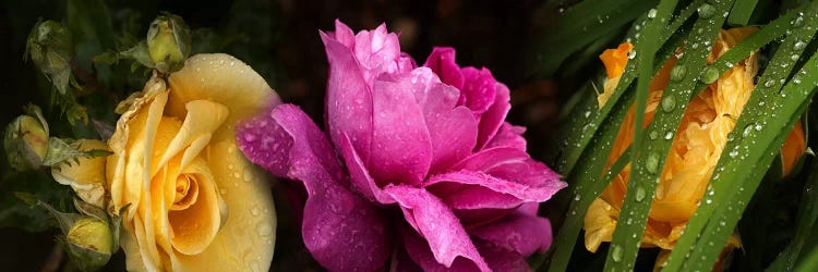 Close-up of roses