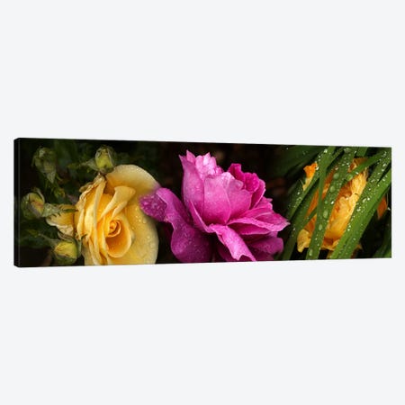 Close-up of roses Canvas Print #PIM10743} by Panoramic Images Art Print