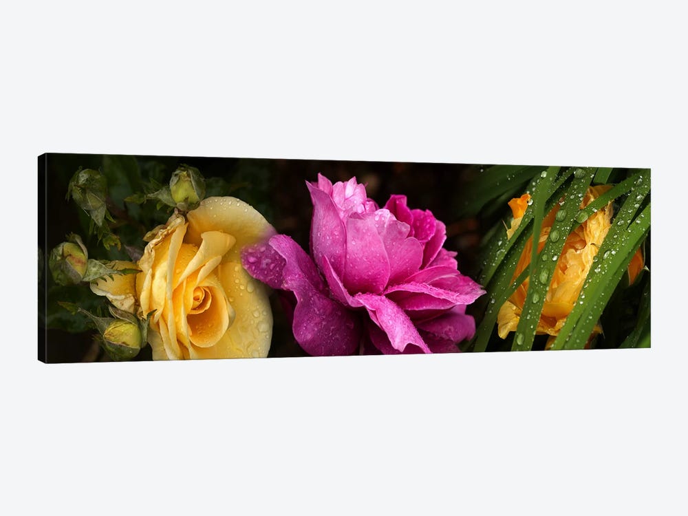 Close-up of roses by Panoramic Images 1-piece Canvas Wall Art