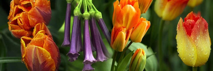 Close-up of orange & purple flowers