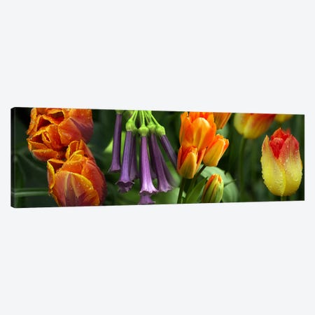 Close-up of orange & purple flowers Canvas Print #PIM10744} by Panoramic Images Canvas Art