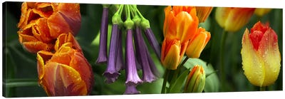 Close-up of orange & purple flowers Canvas Art Print