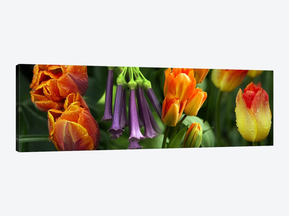Close-up of orange & purple flowers by Panoramic Images 1-piece Canvas Print