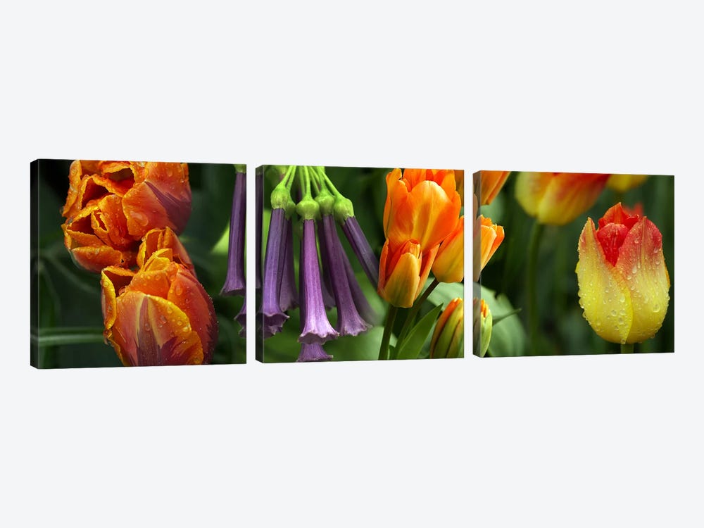Close-up of orange & purple flowers by Panoramic Images 3-piece Canvas Art Print