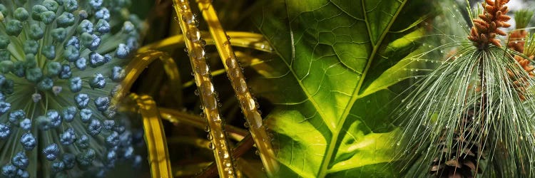 Leaves with rain drops by Panoramic Images wall art