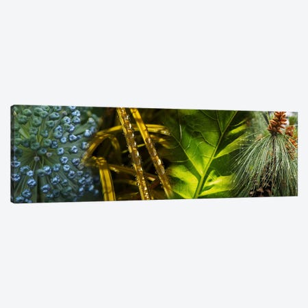 Leaves with rain drops Canvas Print #PIM10745} by Panoramic Images Canvas Artwork