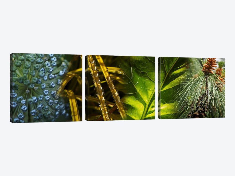 Leaves with rain drops by Panoramic Images 3-piece Canvas Artwork
