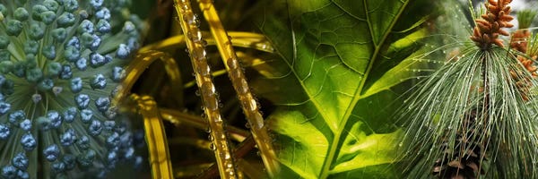 Leaves with rain drops