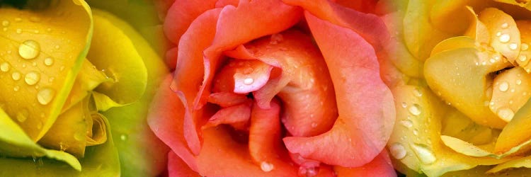 Close-up of roses with dew drops