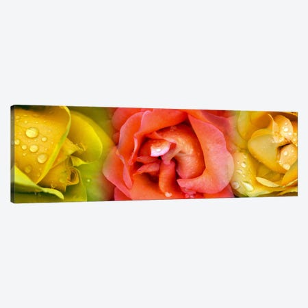 Close-up of roses with dew drops Canvas Print #PIM10746} by Panoramic Images Canvas Art
