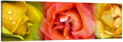 Close-up of roses with dew drops Canvas Art Print
