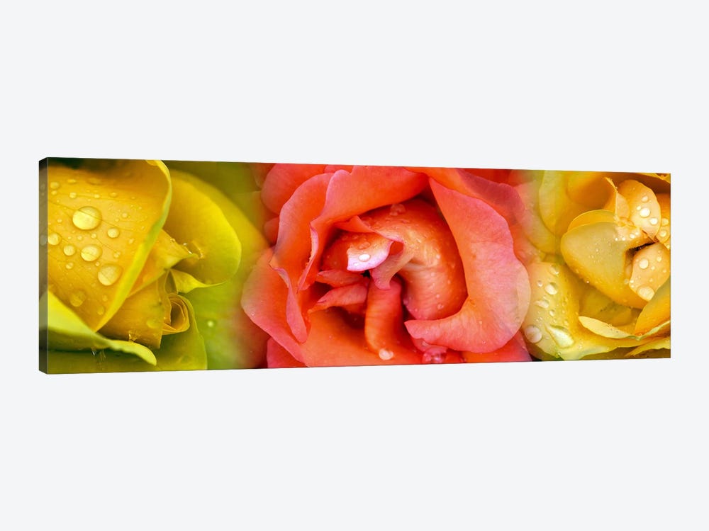 Close-up of roses with dew drops by Panoramic Images 1-piece Canvas Print