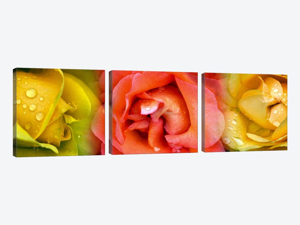 Close-up of roses with dew drops by Panoramic Images 3-piece Canvas Print