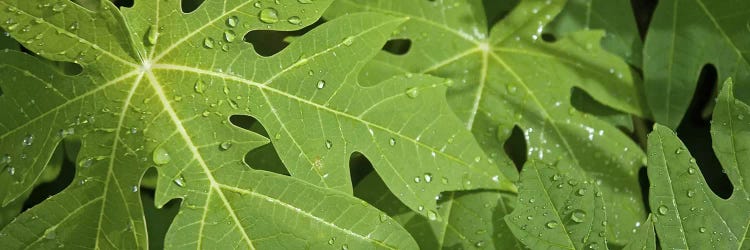 Raindrops on papaya tree leaves, La Digue, Seychelles