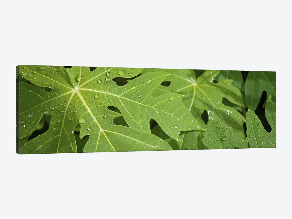 Raindrops on papaya tree leaves, La Digue, Seychelles by Panoramic Images 1-piece Canvas Print