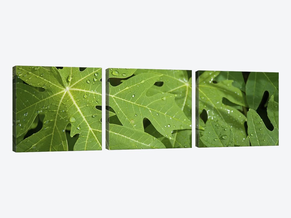 Raindrops on papaya tree leaves, La Digue, Seychelles by Panoramic Images 3-piece Canvas Print