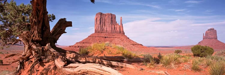 West And East Mitten Buttes (The Mittens) With A Gnarled Tree Trunk In The Foreground, Monument Valley, Navajo Nation, USA