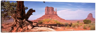West And East Mitten Buttes (The Mittens) With A Gnarled Tree Trunk In The Foreground, Monument Valley, Navajo Nation, USA Canvas Art Print - Valley Art