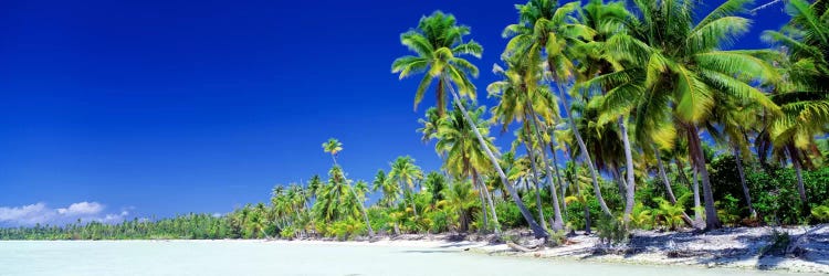 Palm Tree Laden Beach, Bora Bora, Society Islands, French Polynesia