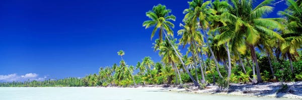 Blue: Palm Tree Laden Beach, Bora Bora, Society Islands, French Polynesia by Panoramic Images