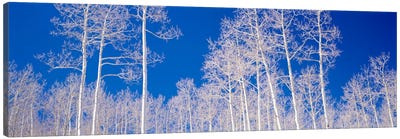 Low angle view of aspen trees in a forest, Utah, USA Canvas Art Print - Forest Art