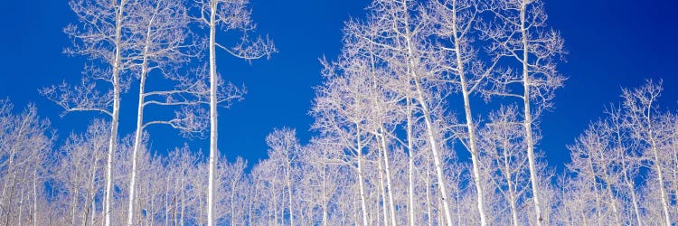 Low angle view of aspen trees in a forest, Utah, USA