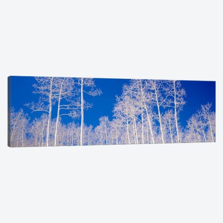 Low angle view of aspen trees in a forest, Utah, USA Canvas Print #PIM1093} by Panoramic Images Canvas Artwork